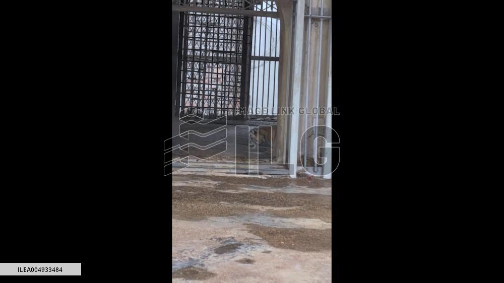 China: Tigress Carries Cub Back to Safety in Henan