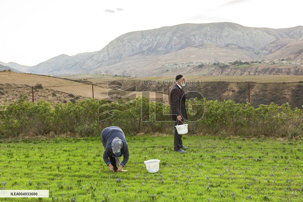 Saffron Harvesting in The Village of Vamenan - Iran