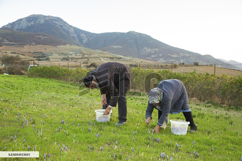 Saffron Harvesting in The Village of Vamenan - Iran