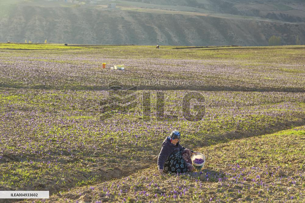 Saffron Harvesting in The Village of Vamenan - Iran