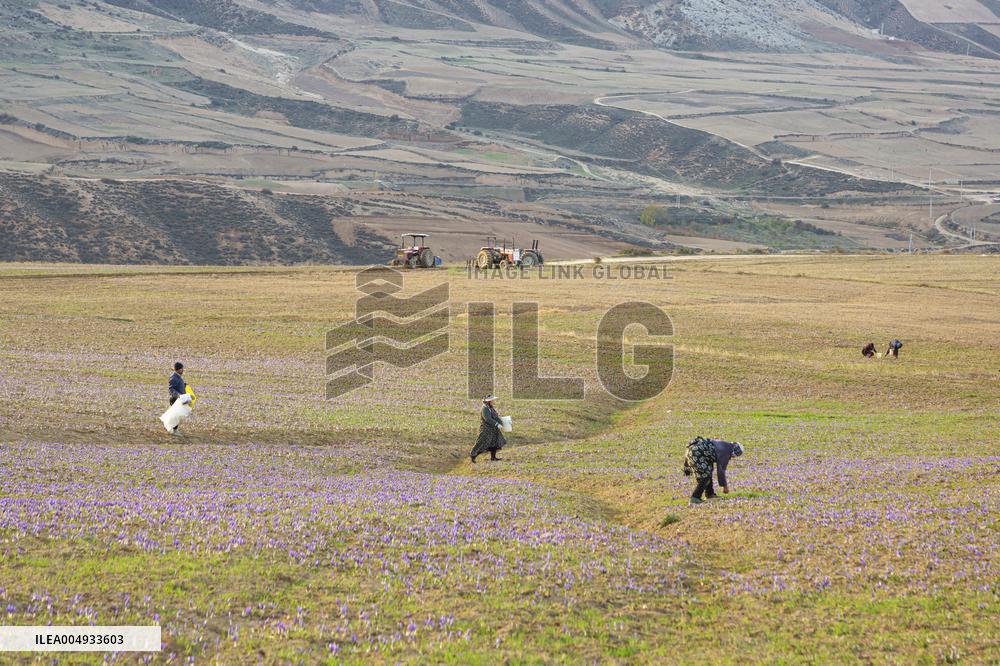 Saffron Harvesting in The Village of Vamenan - Iran