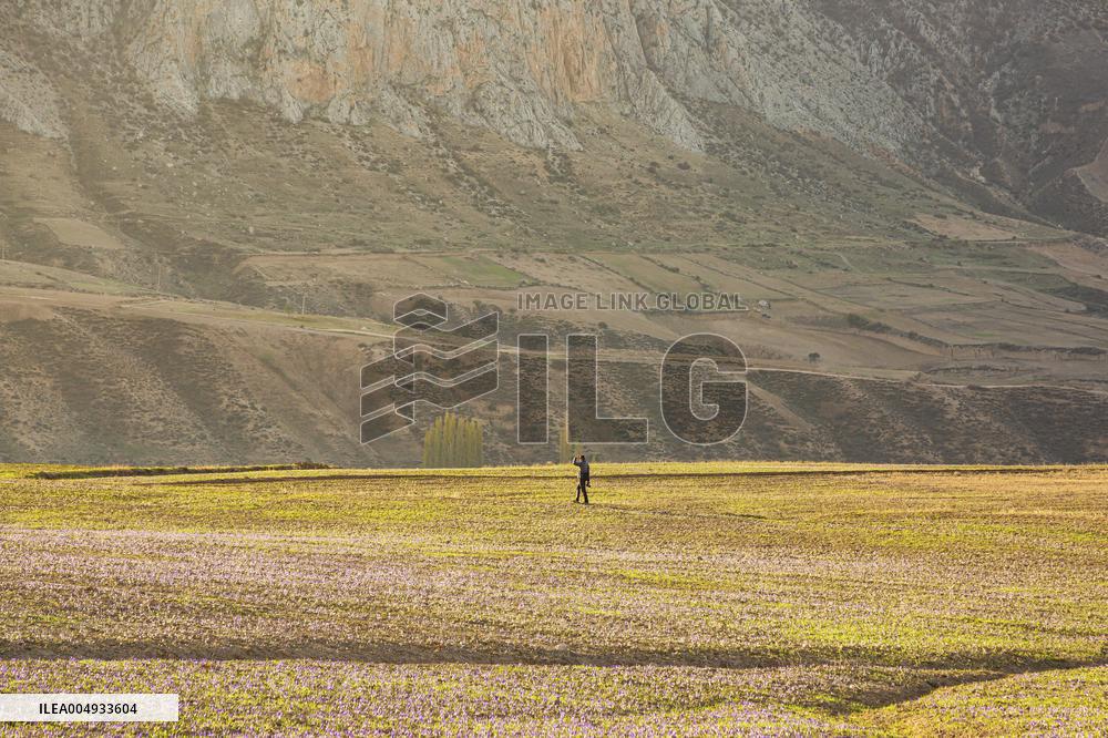 Saffron Harvesting in The Village of Vamenan - Iran