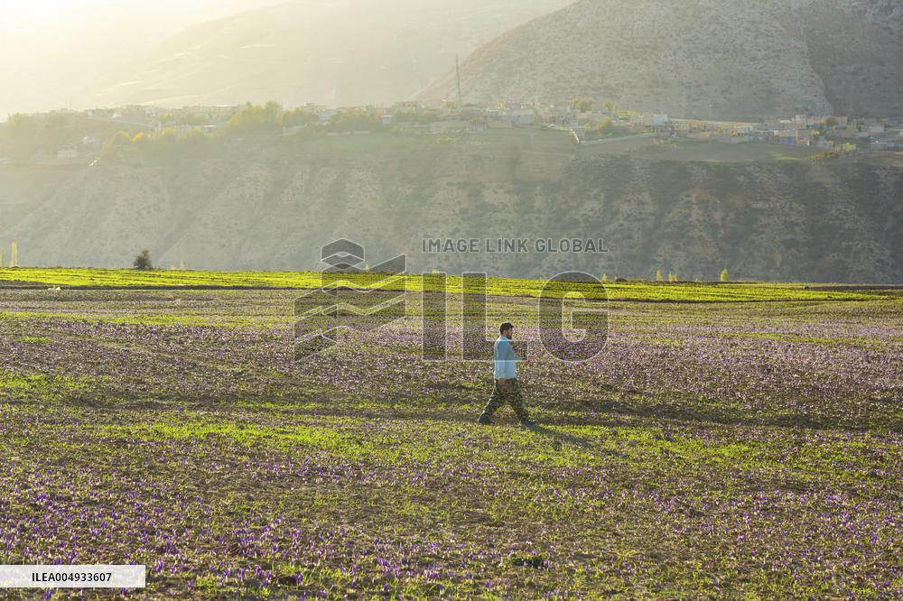 Saffron Harvesting in The Village of Vamenan - Iran