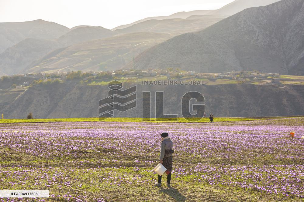 Saffron Harvesting in The Village of Vamenan - Iran