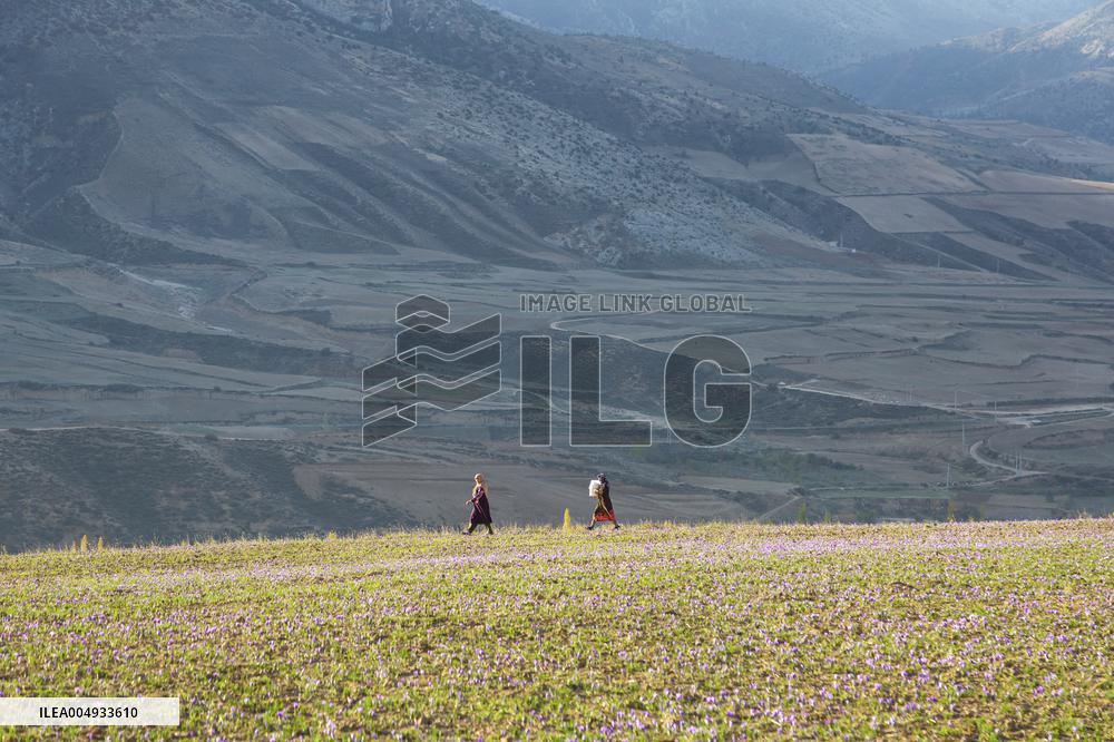 Saffron Harvesting in The Village of Vamenan - Iran