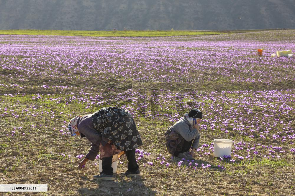 Saffron Harvesting in The Village of Vamenan - Iran
