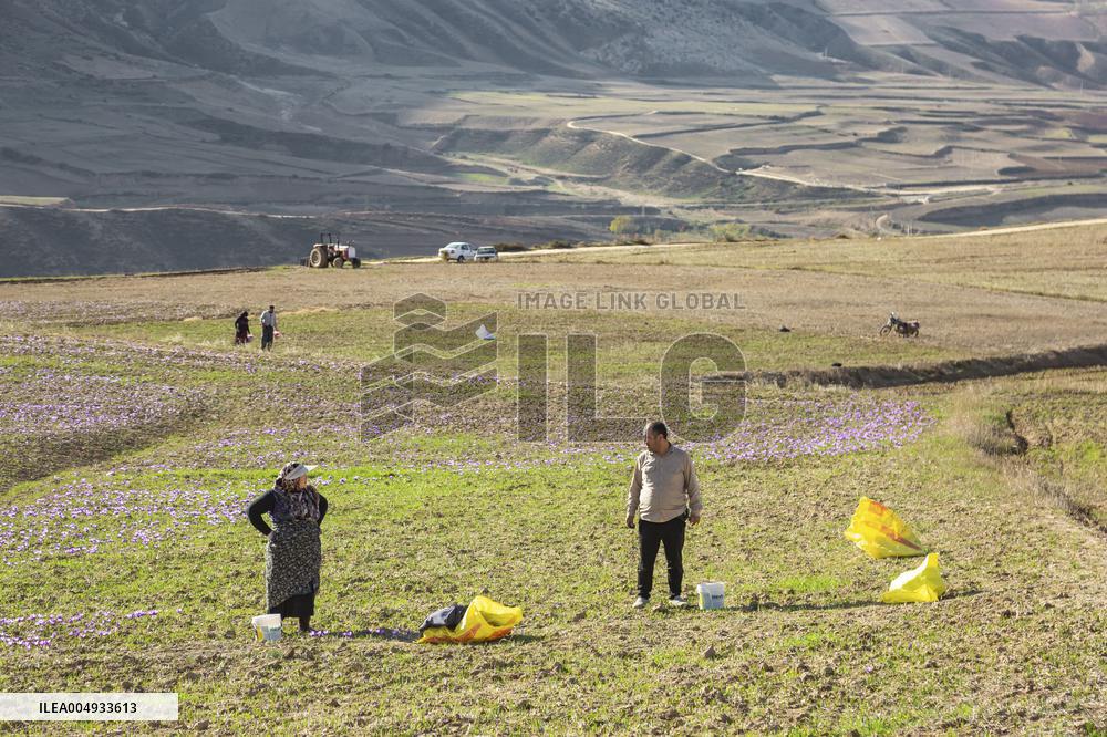 Saffron Harvesting in The Village of Vamenan - Iran
