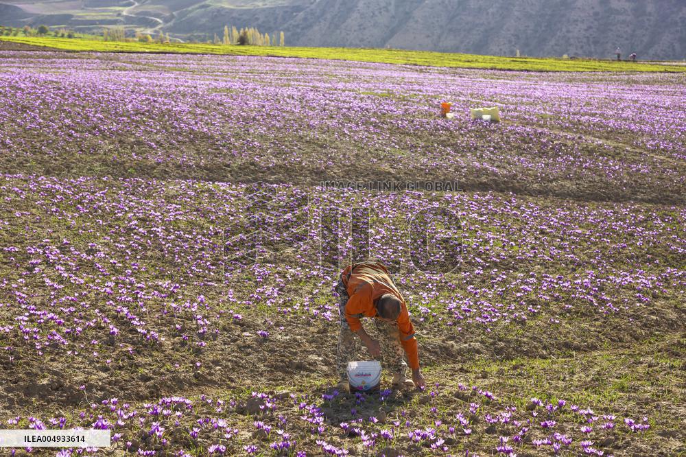 Saffron Harvesting in The Village of Vamenan - Iran