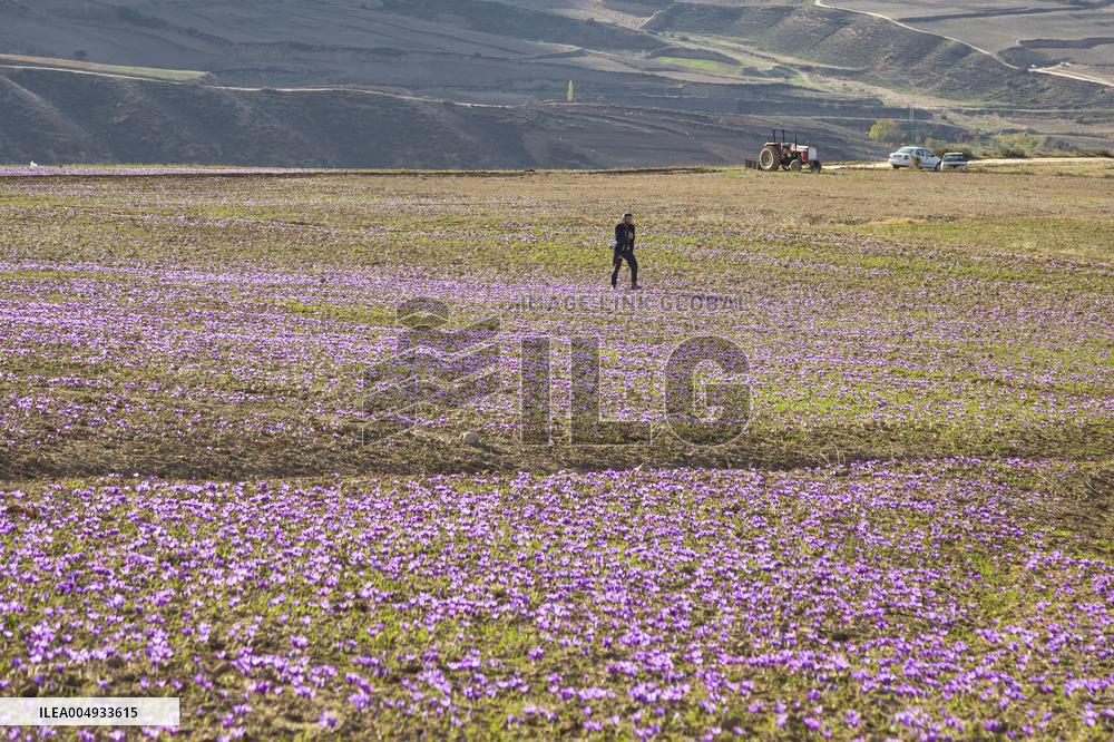 Saffron Harvesting in The Village of Vamenan - Iran