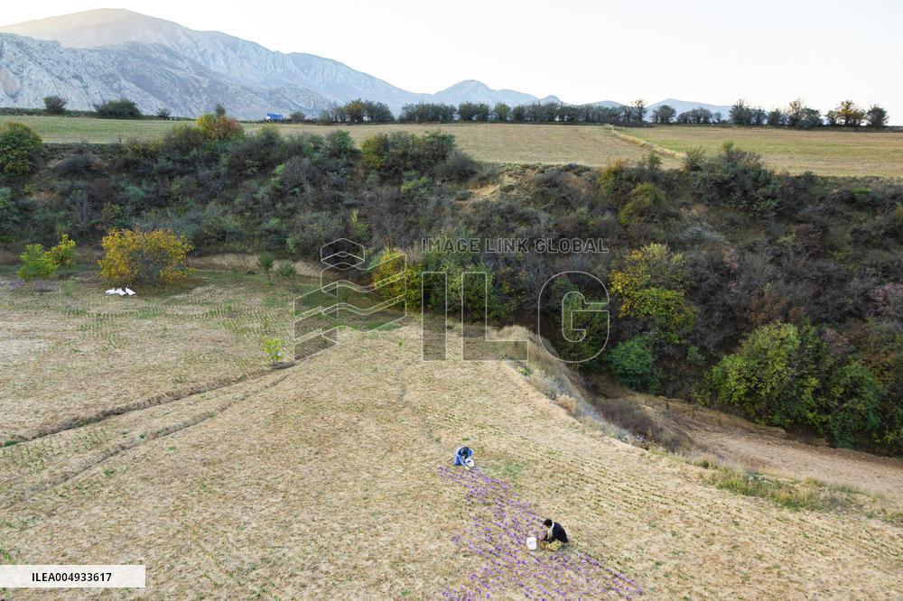 Saffron Harvesting in The Village of Vamenan - Iran
