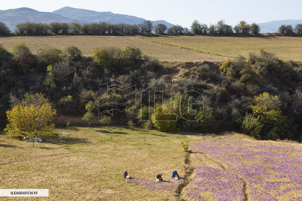 Saffron Harvesting in The Village of Vamenan - Iran
