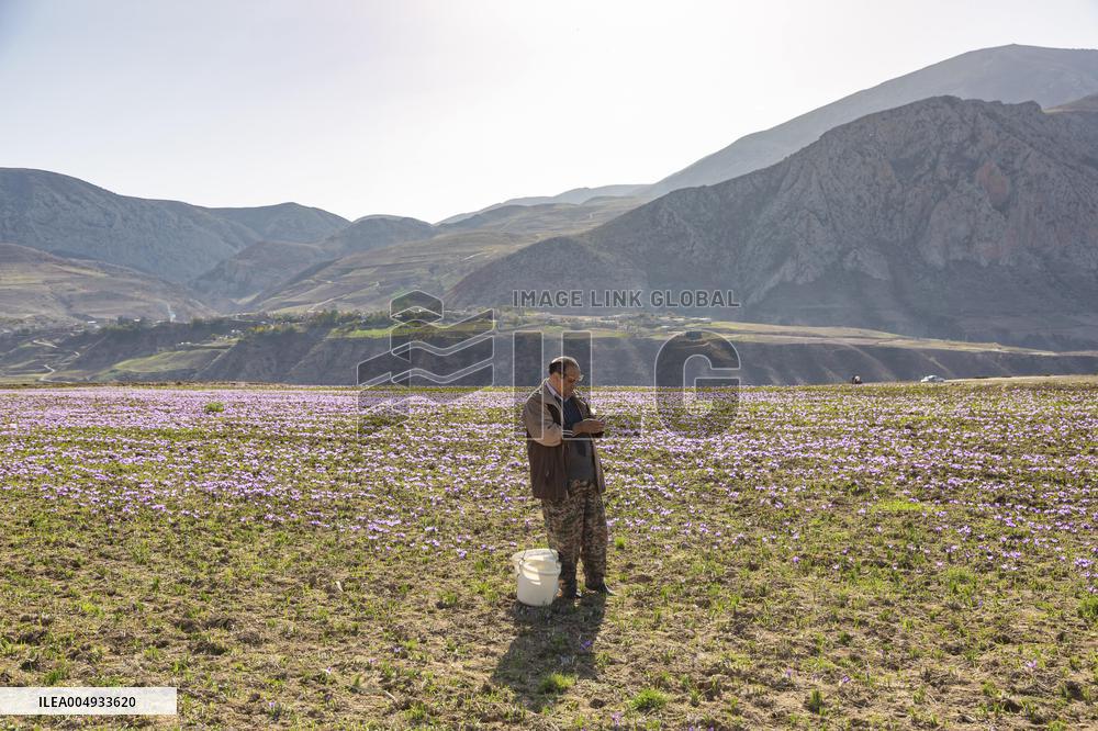 Saffron Harvesting in The Village of Vamenan - Iran