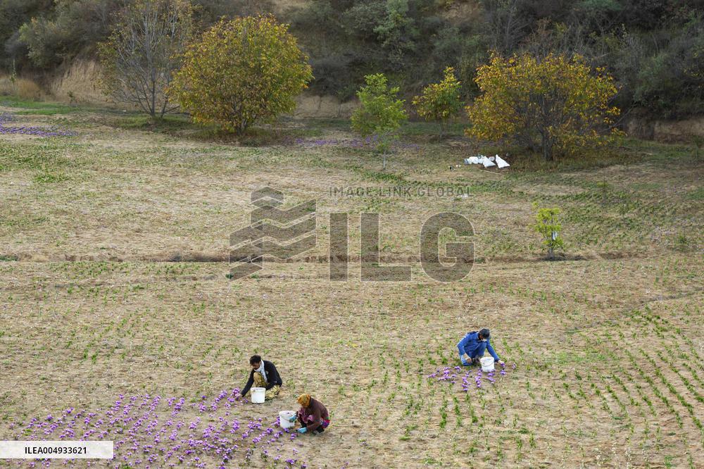 Saffron Harvesting in The Village of Vamenan - Iran