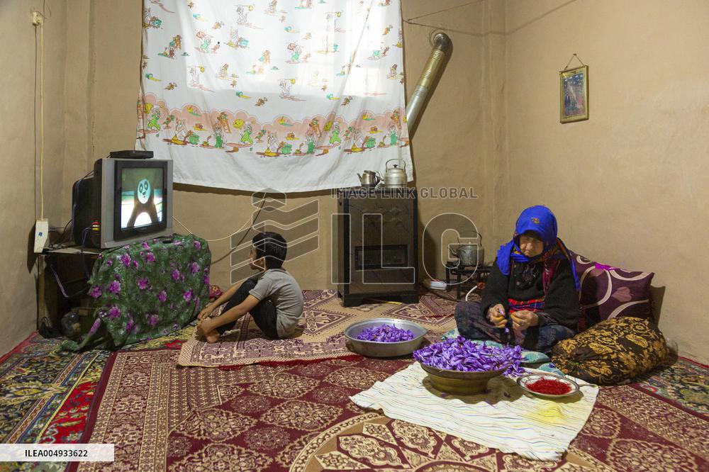 Saffron Harvesting in The Village of Vamenan - Iran