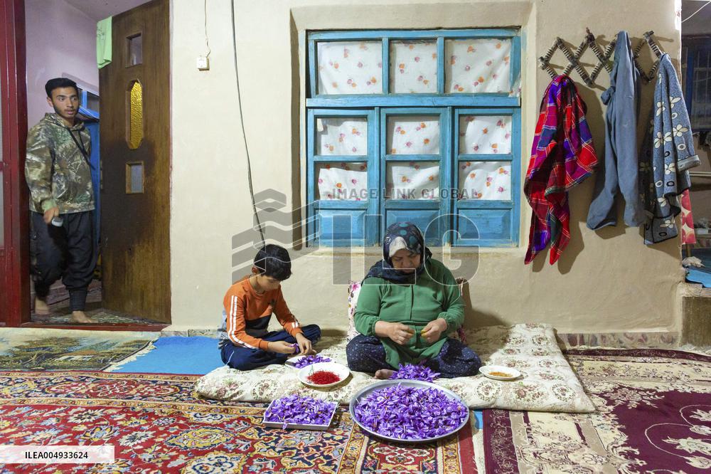 Saffron Harvesting in The Village of Vamenan - Iran