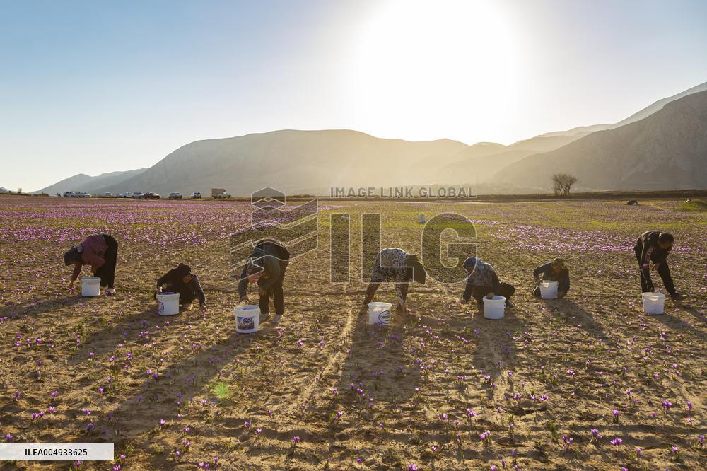 Saffron Harvesting in The Village of Vamenan - Iran