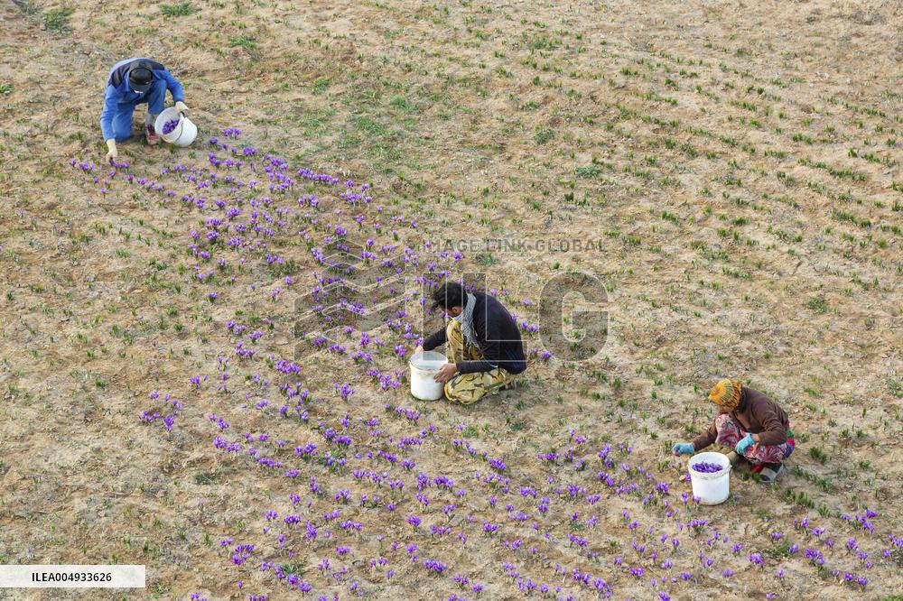 Saffron Harvesting in The Village of Vamenan - Iran