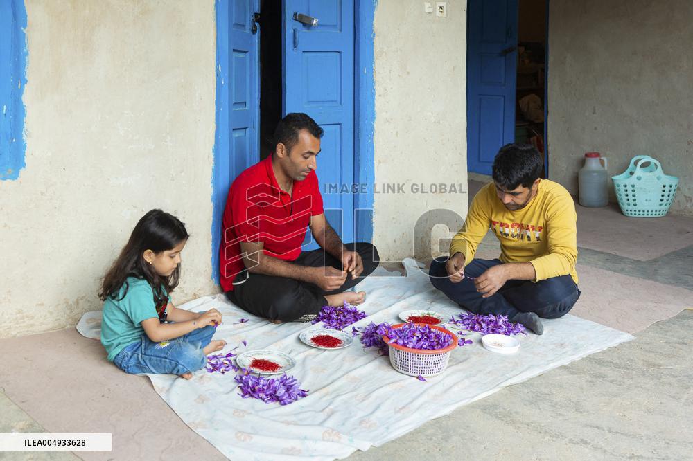 Saffron Harvesting in The Village of Vamenan - Iran