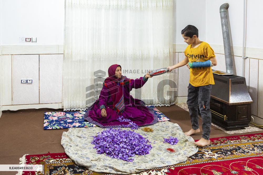 Saffron Harvesting in The Village of Vamenan - Iran