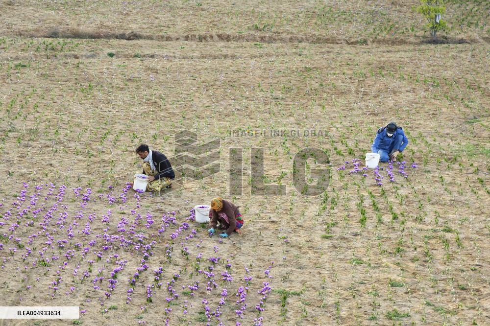 Saffron Harvesting in The Village of Vamenan - Iran
