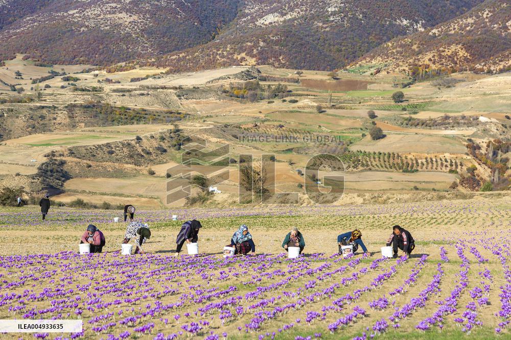 Saffron Harvesting in The Village of Vamenan - Iran