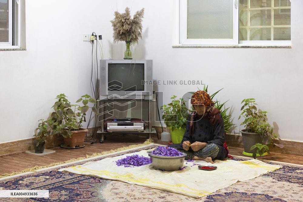 Saffron Harvesting in The Village of Vamenan - Iran