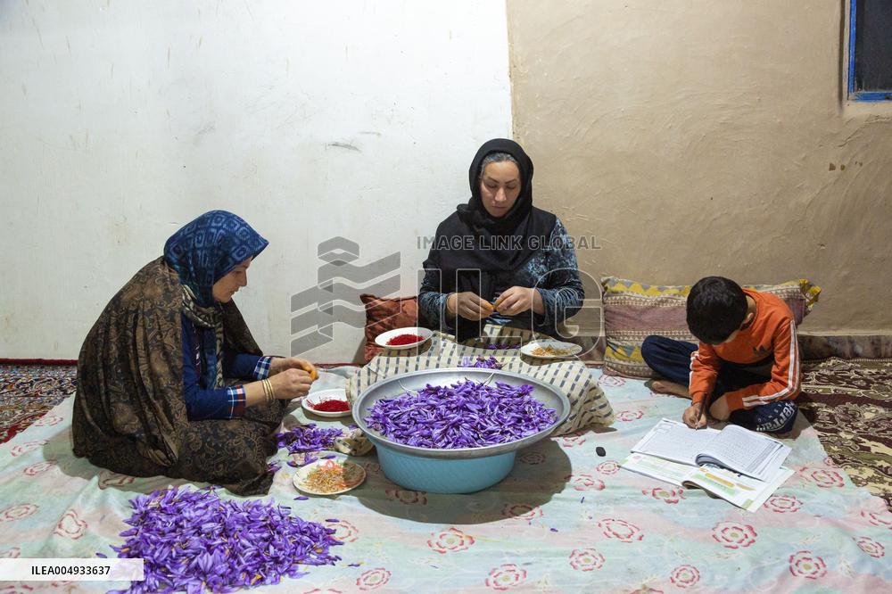 Saffron Harvesting in The Village of Vamenan - Iran