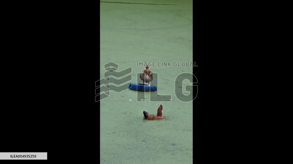 China: Chicken Seen Swimming in Sichuan