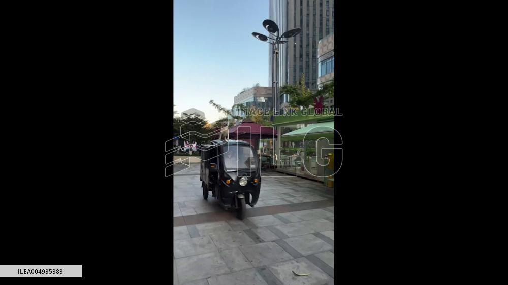 China: Dog Proudly Stands on Top of Delivery Tricycle in Yunnan