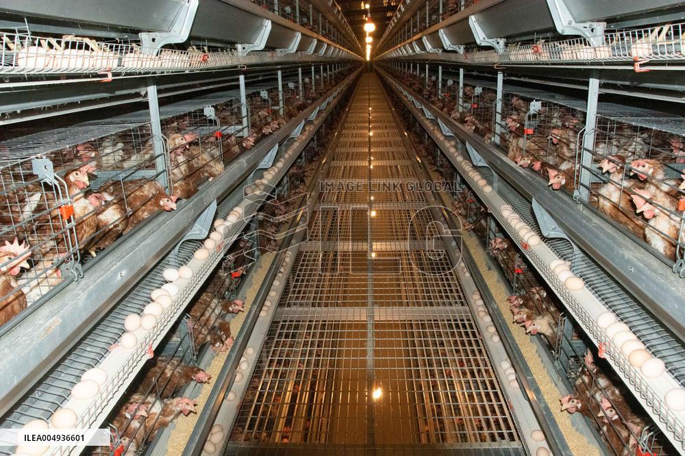 Farms For Egg-laying Hens - China