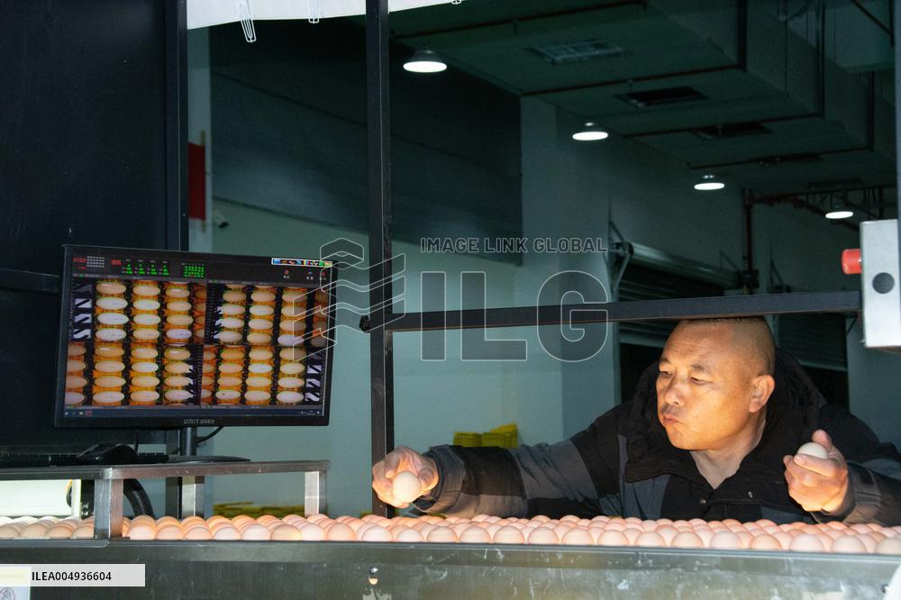 Farms For Egg-laying Hens - China