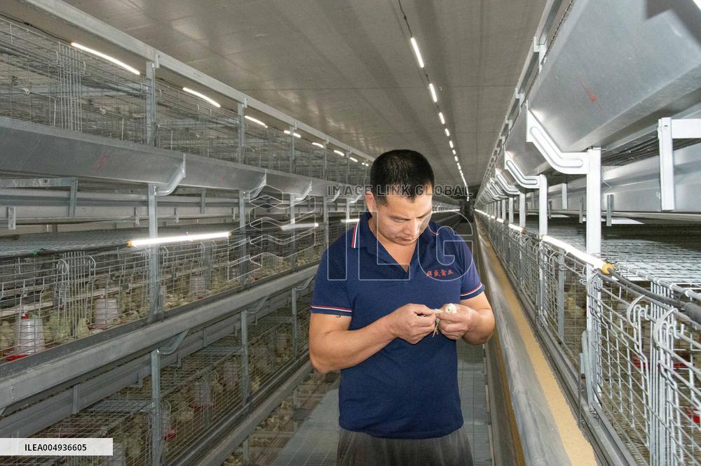 Farms For Egg-laying Hens - China