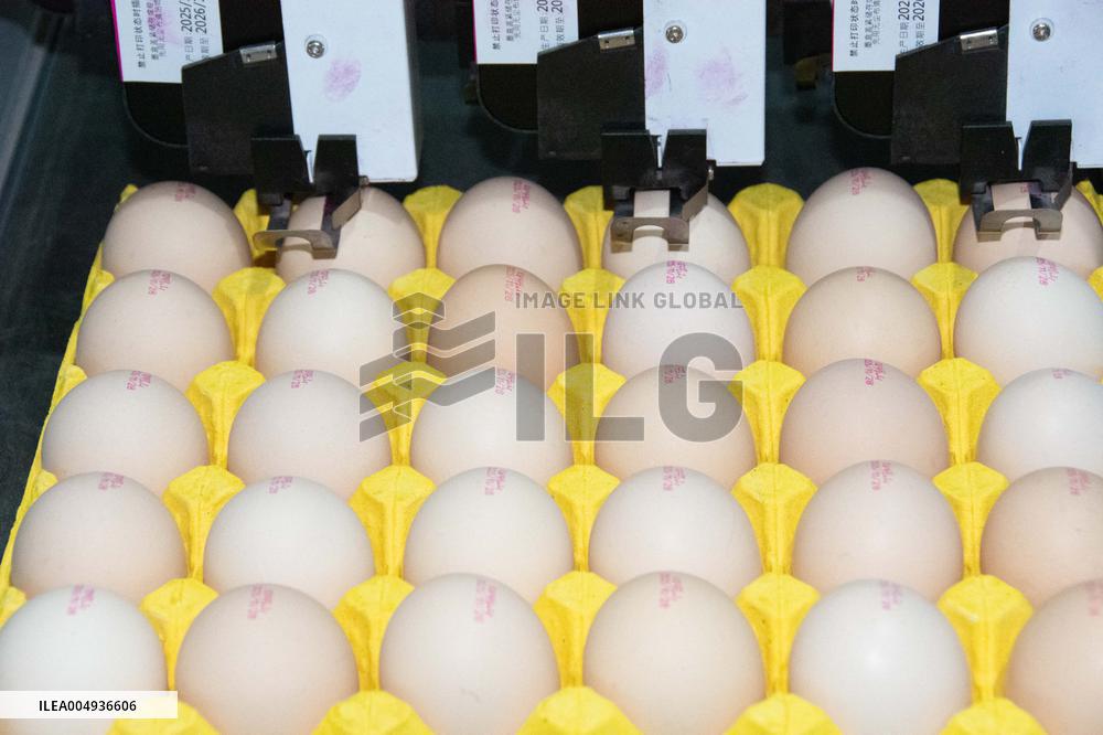 Farms For Egg-laying Hens - China