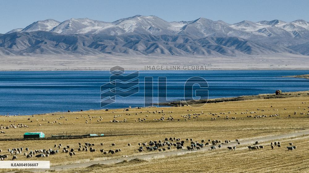 Sheep Herd At Qinghai Lake - China