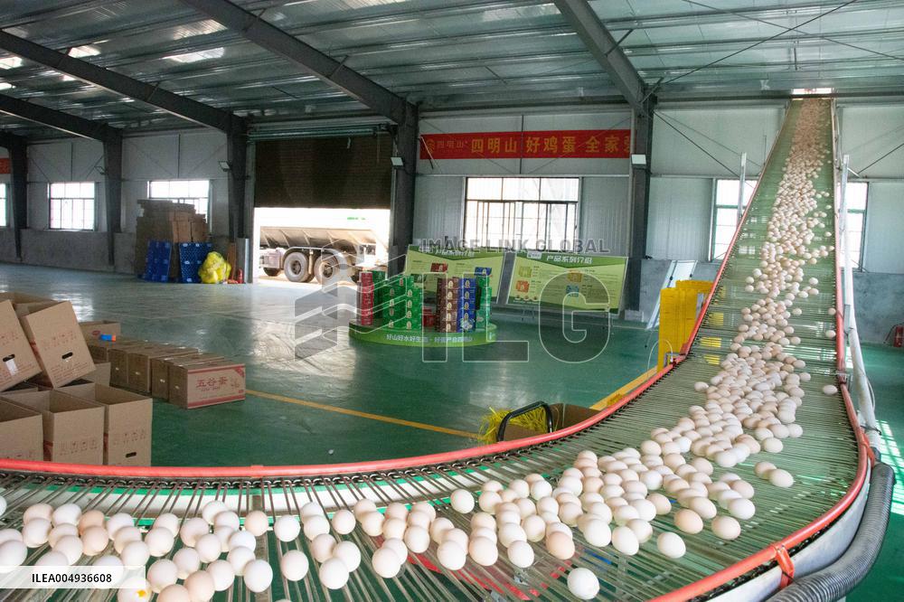 Farms For Egg-laying Hens - China