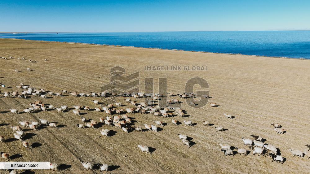 Sheep Herd At Qinghai Lake - China