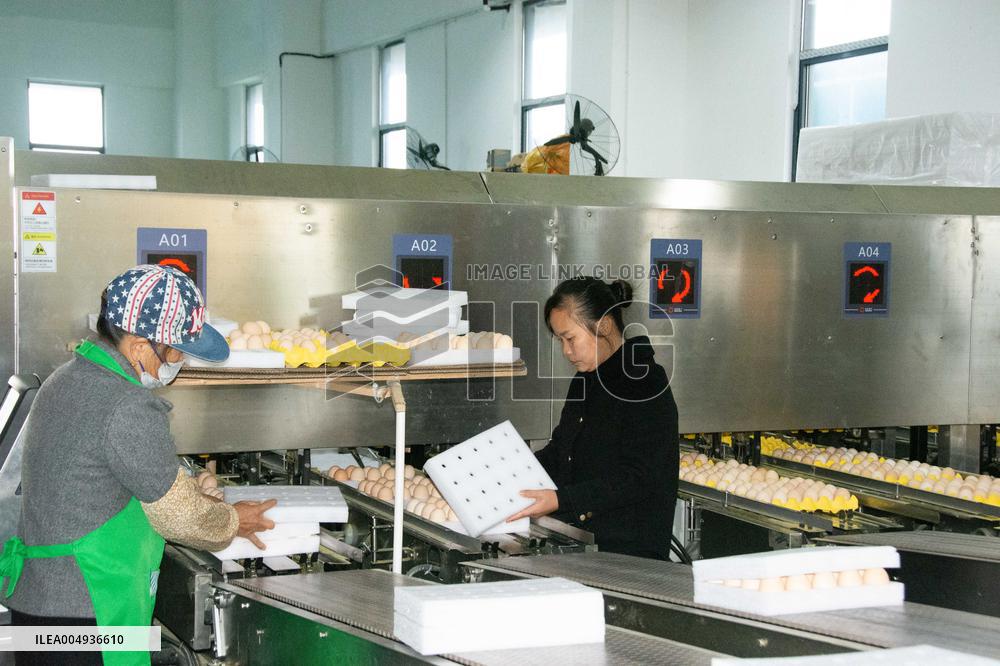Farms For Egg-laying Hens - China