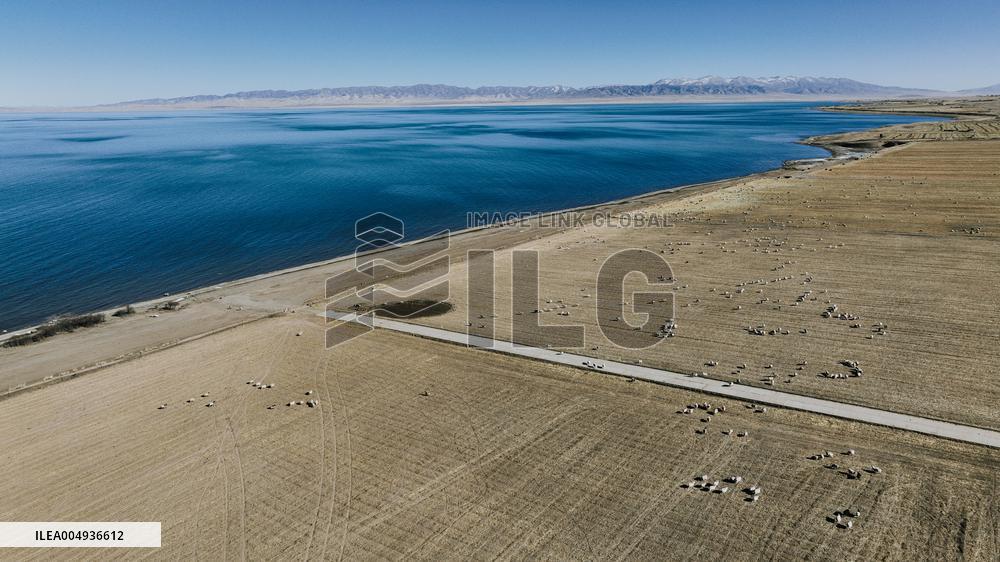Sheep Herd At Qinghai Lake - China