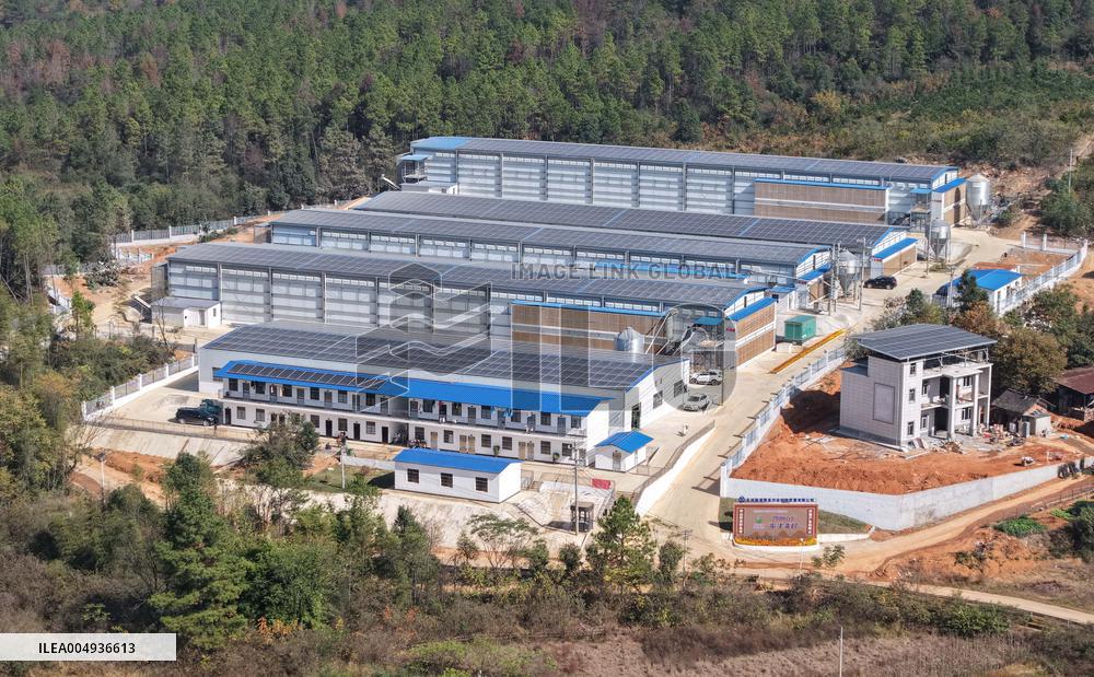 Farms For Egg-laying Hens - China