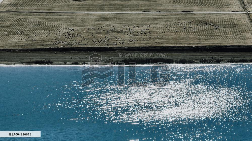 Sheep Herd At Qinghai Lake - China