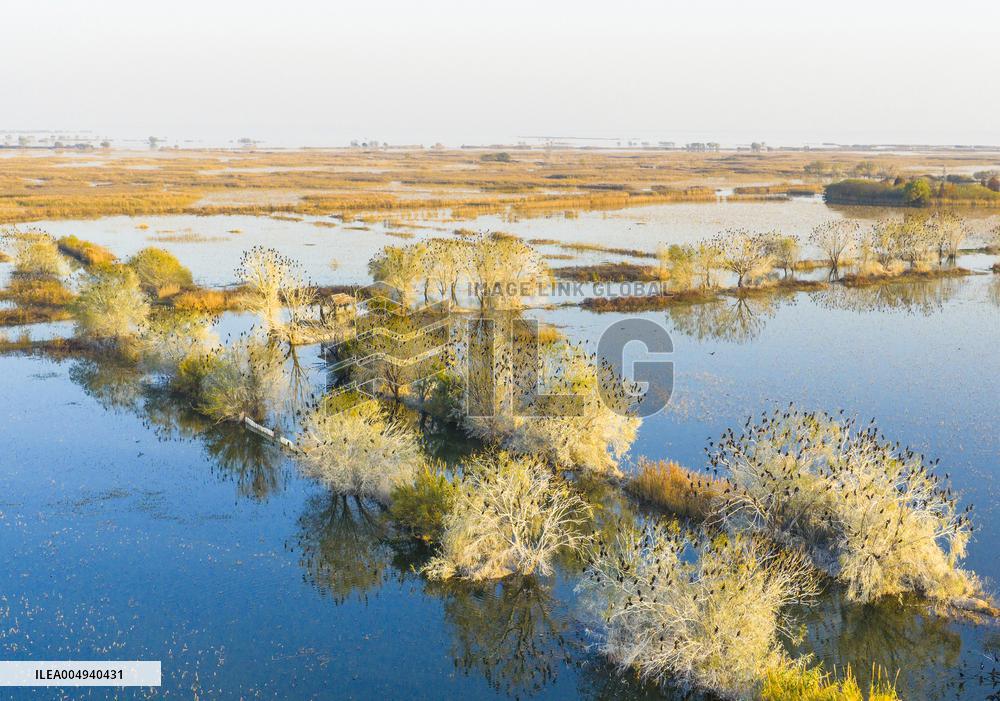 Hongze Lake Wetland