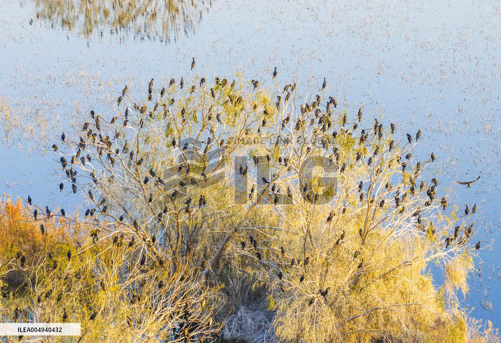 Hongze Lake Wetland