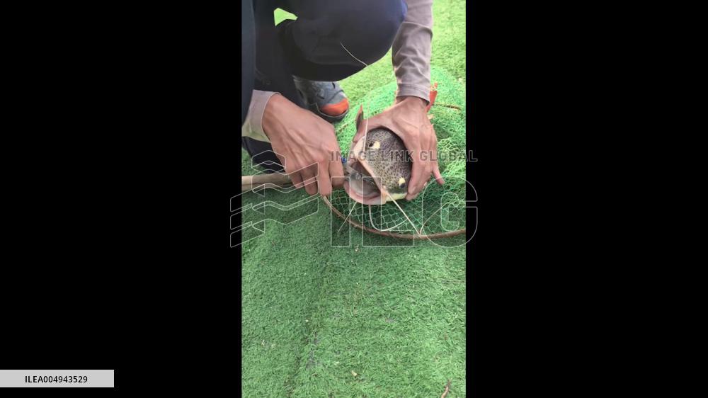 China: Fisherman Finds Catfish With Another Fish Stuck in its Mouth in Dongguan