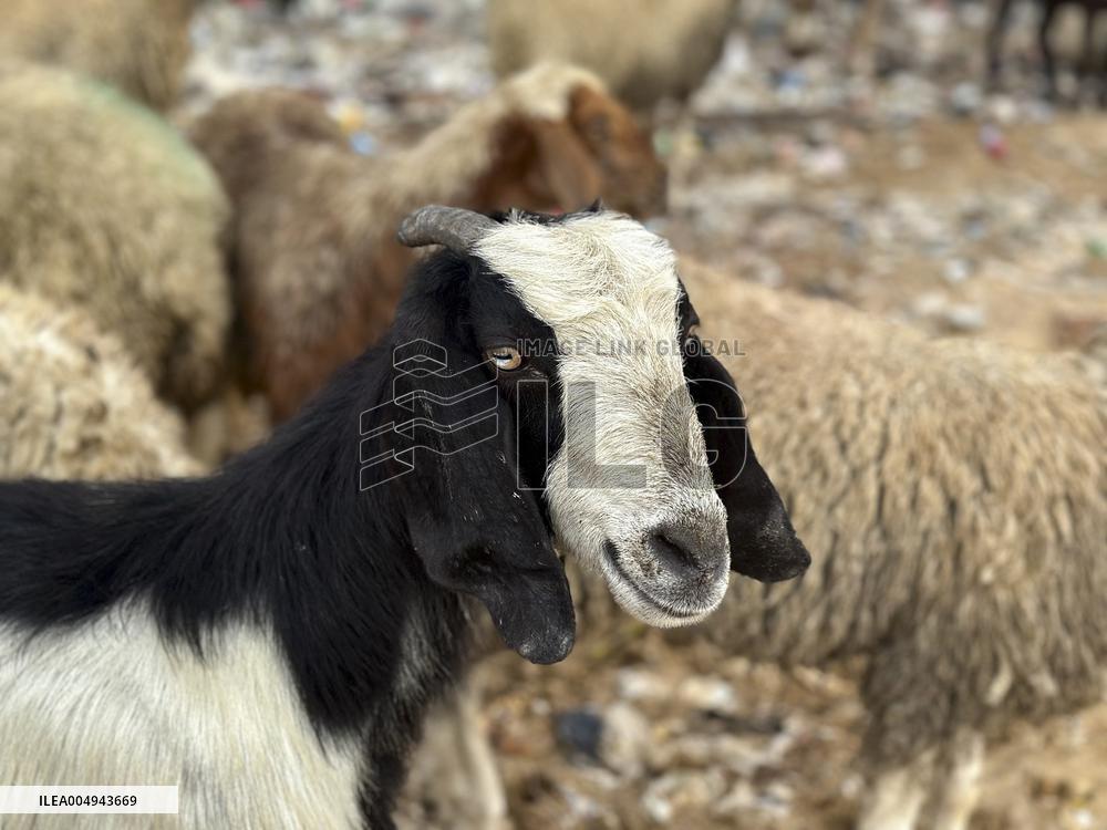 Difficult Humanitarian Conditions Near the Khan Yunis Landfill - Palestine