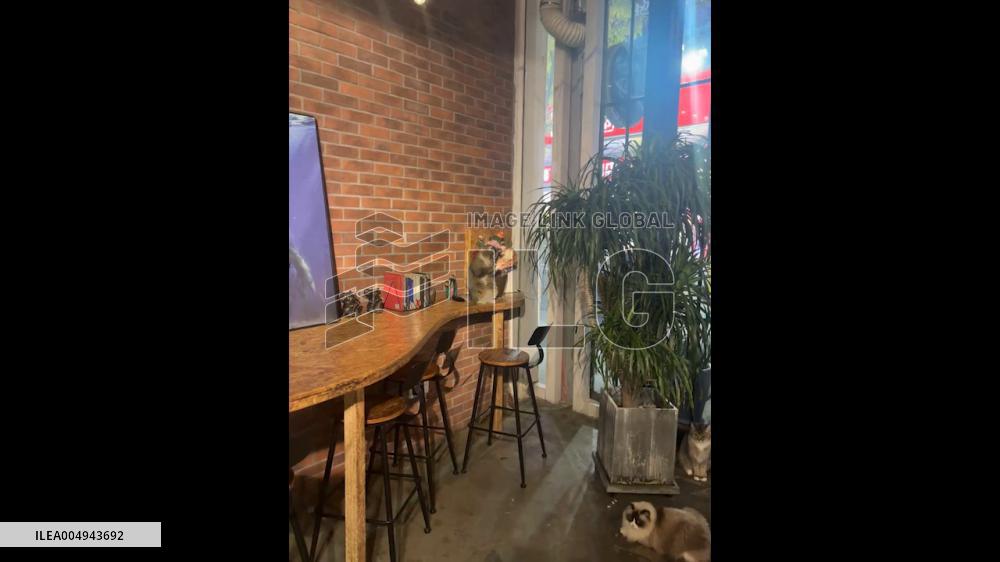 China: Qingdao Cat Goes Viral for Adorable “Beckoning” at Café Counter