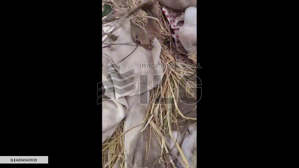 China: Pigeon Keeps Bringing Twigs to Puppies for Warmth