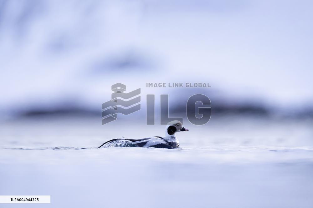 LONG-TAILED DUCK