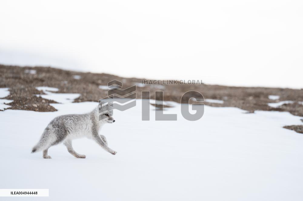 ARCTIC FOX