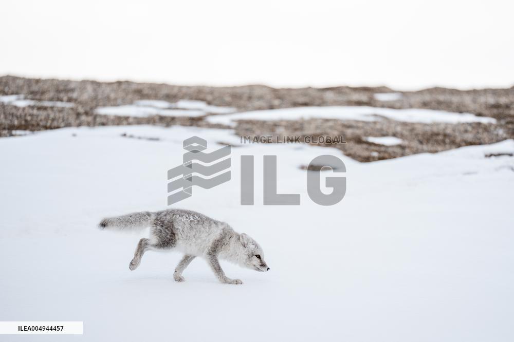 ARCTIC FOX
