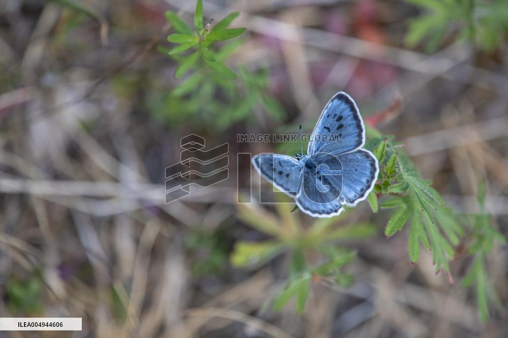 LARGE BLUE